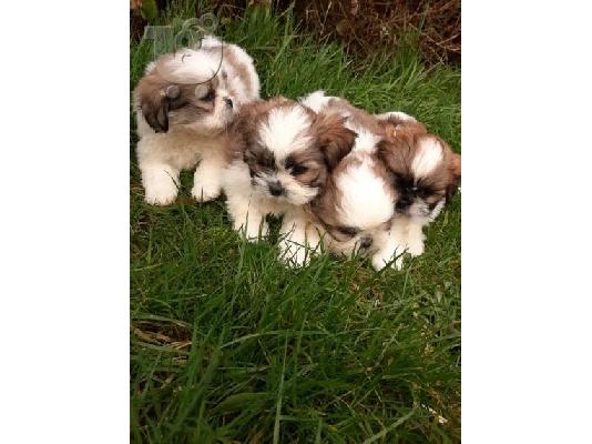 shih tzu κουτάβια για υιοθεσία